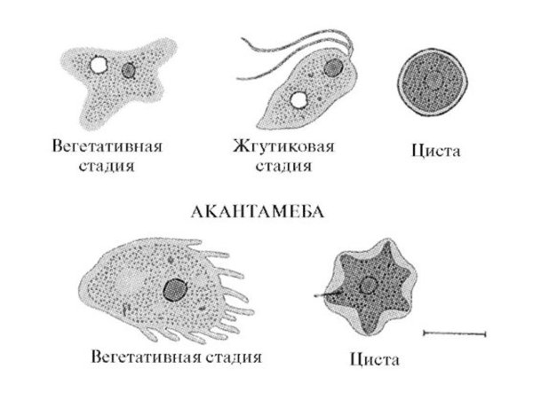 Protozoa типы движений