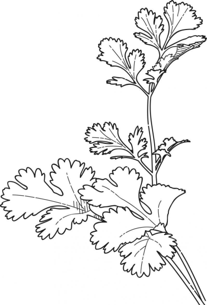 Раскраска петрушка зелень