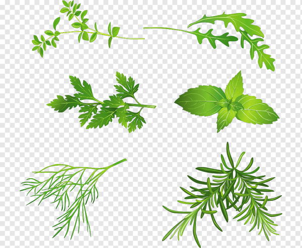 Петрушка розмарин