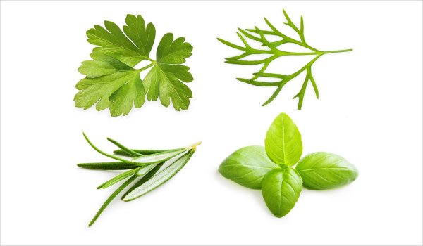 Листик петрушки вектор