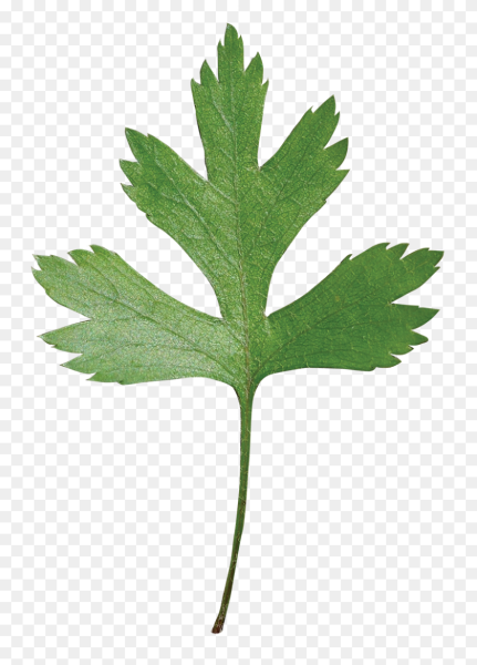 Лист петрушки вектор