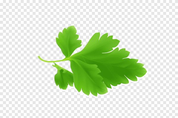 Кинза листик