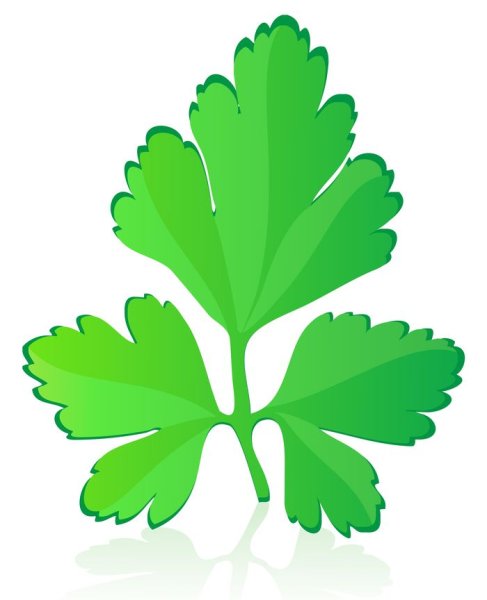 Лист петрушки вектор