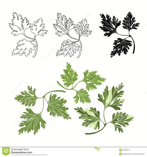 Петрушка хромакей