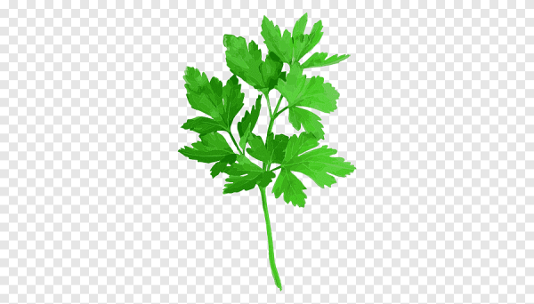 Листик укропа петрушки