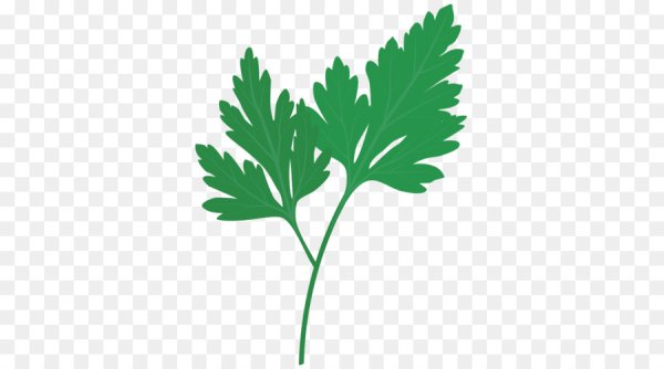 Кинза листок