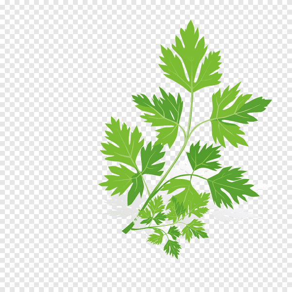 Петрушка parsley