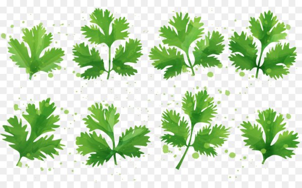 Лист петрушки вектор
