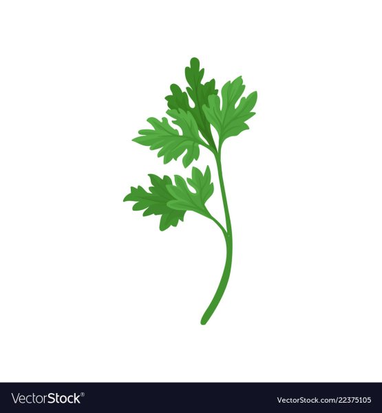 Лист петрушки и лист кинзы