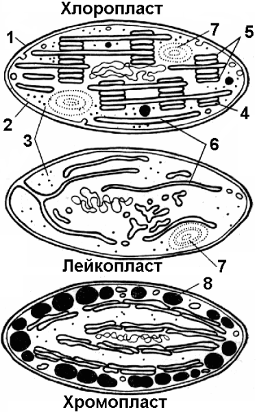 Рисунок пластиды клетки