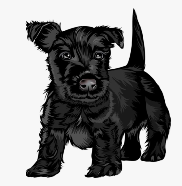 Собака Цвергшнауцер черный + спаниель