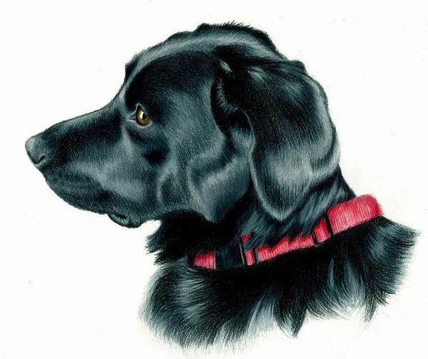 Собака иллюстрация черная