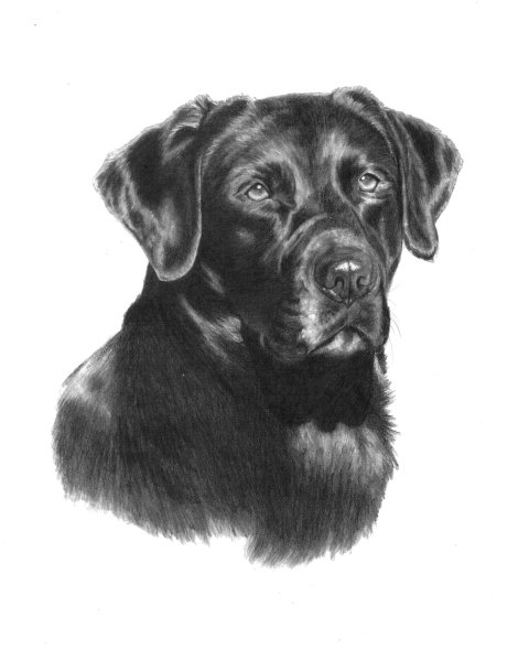 Собака черным карандашом