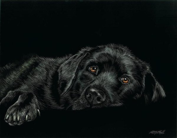 Портрет собаки на черном фоне