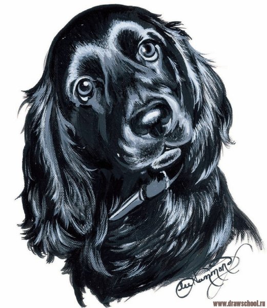 Чёрный кокер спаниель рисунок