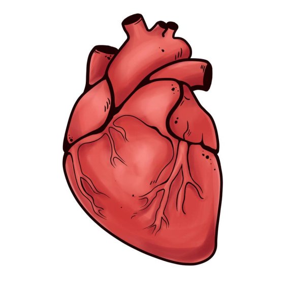 Сердце нарисовать человеческое