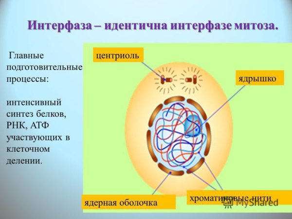 Интерфаза клетки