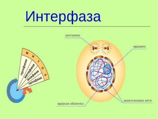 Периоды интерфазы схема