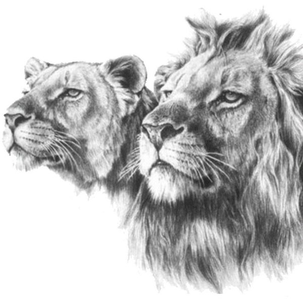 Тату Лев и львица эскиз