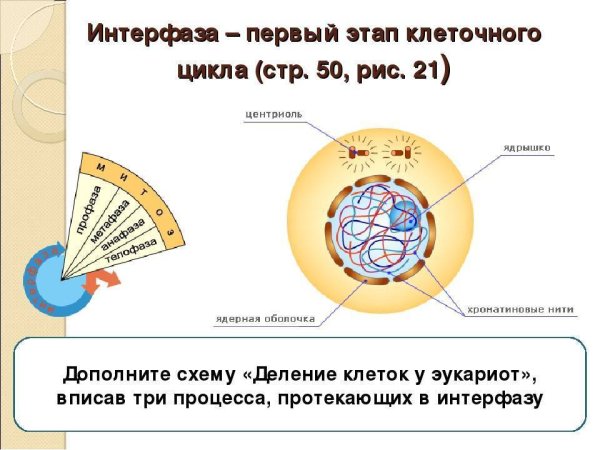 Стадии деления интерфазы