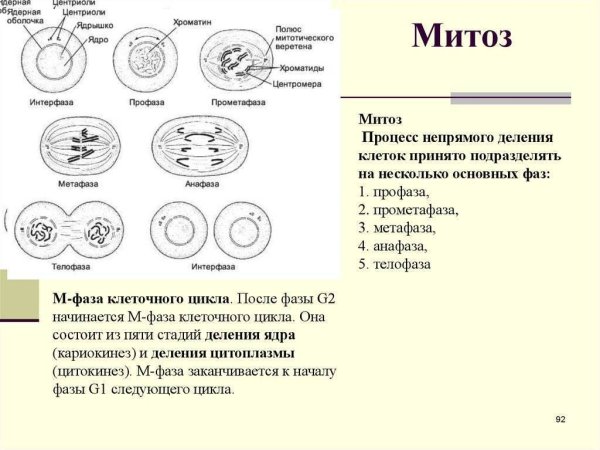 Профаза анафаза телофаза метафаза интерфаза