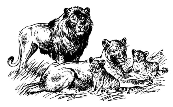 Львиная семья