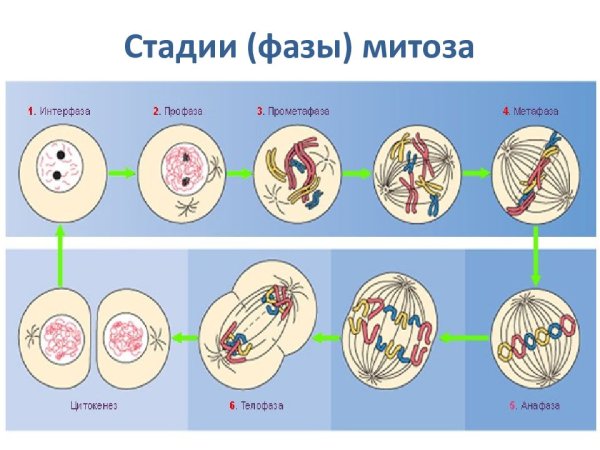 Фазы митоза интерфаза