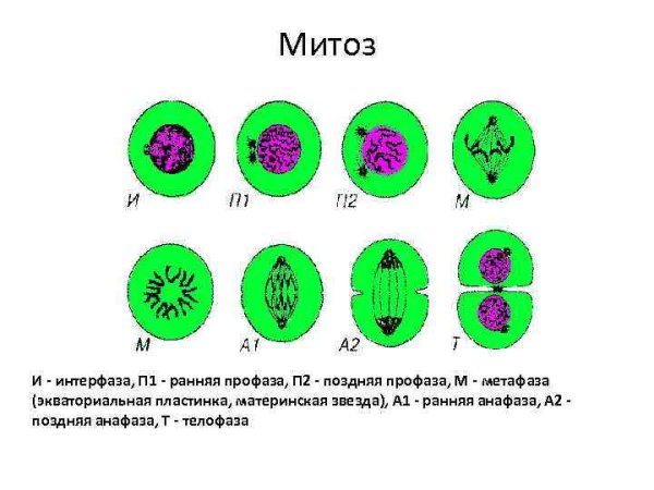 Схема митоза профаза метафаза анафаза телофаза
