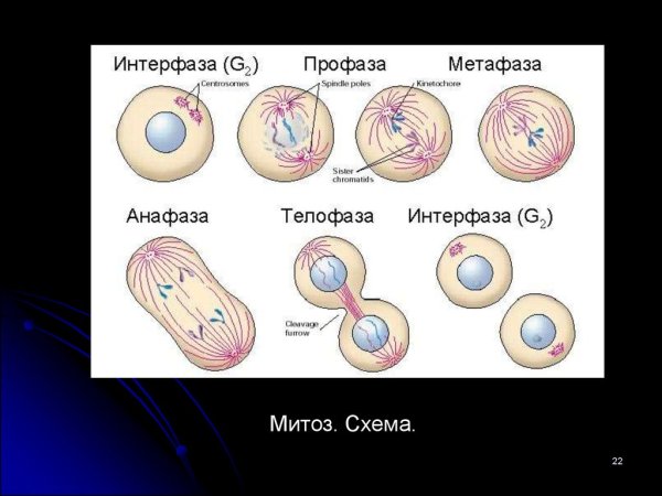 Схема интерфазы клетки
