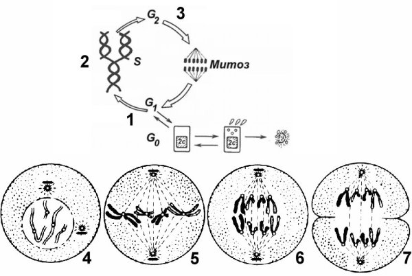 Интерфаза профаза метафаза анафаза телофаза рисунки