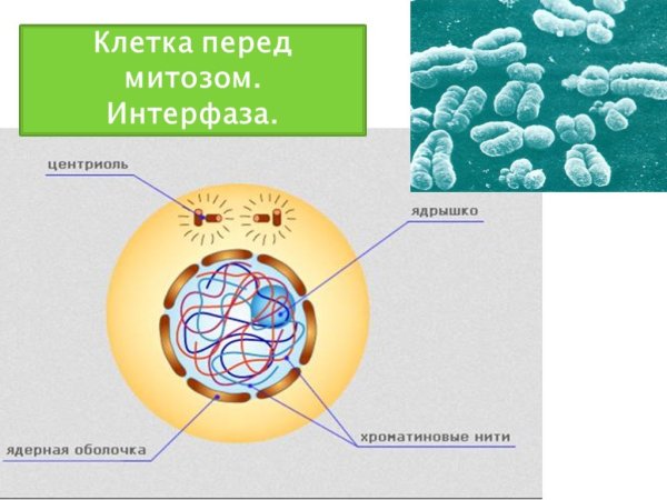 Жизненный цикл клетки интерфаза и митоз