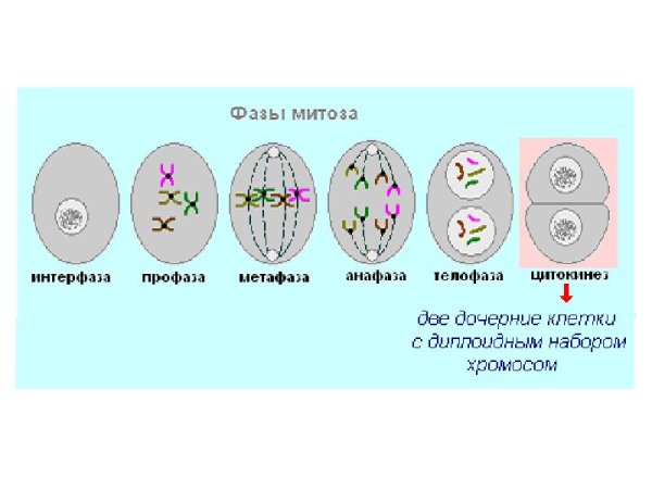 Телофаза у растительной клетки рисунок