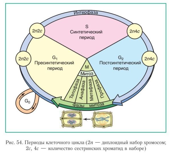 Деление клетки митоз схема