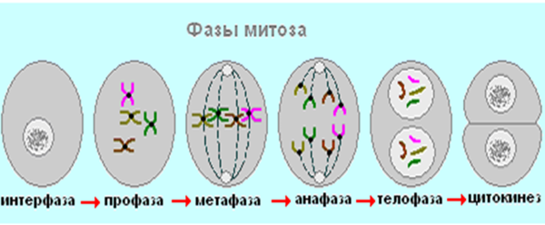 Мейоз 1 фазы схема