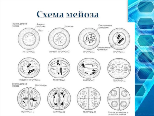 Интерфаза митоза