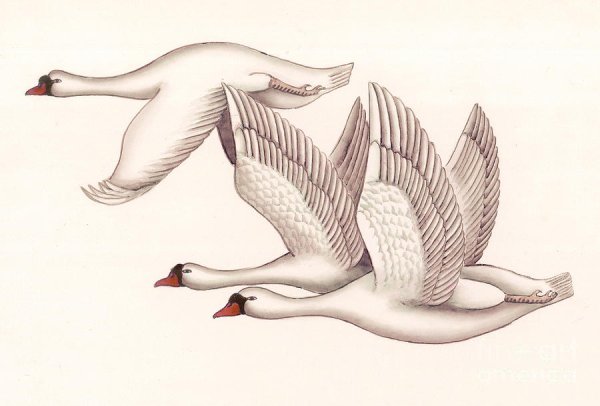 Нарисовать лебедя в полете