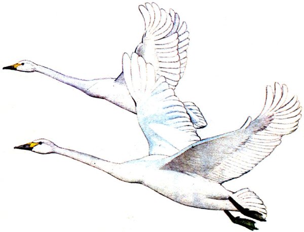 Летящий лебедь рисунок
