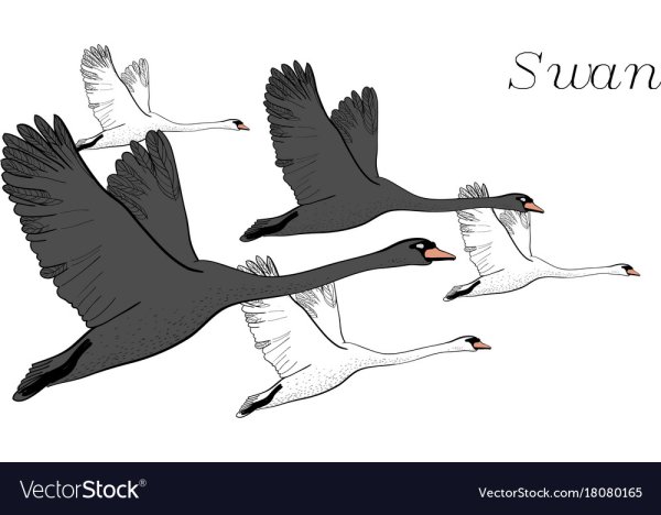 Лебедь летит вектор