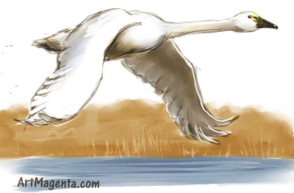Летающий лебедь рисунок