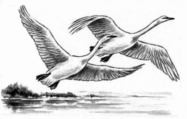 Летящий лебедь рисунок