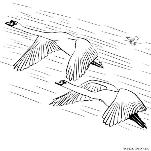Перелетные птицы улетают раскраска