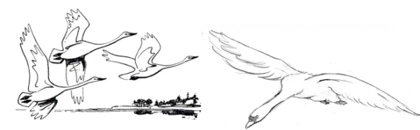 Лебедь в полете раскраска