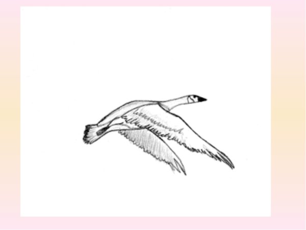 Нарисовать гуся летящего