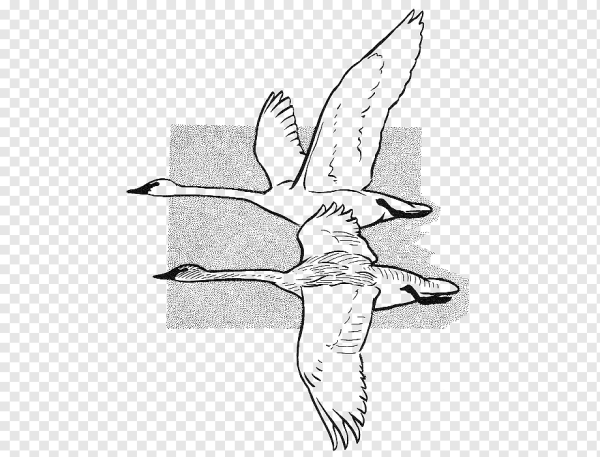 Контур улетающих птиц