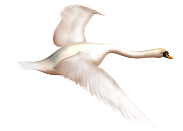 Гуси лебеди на белом фоне