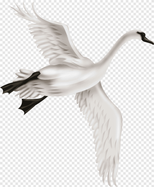 Лебедь на прозрачном фоне