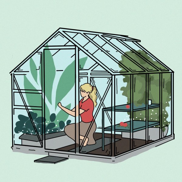 Теплица иллюстрация