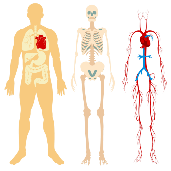 Физиология человека