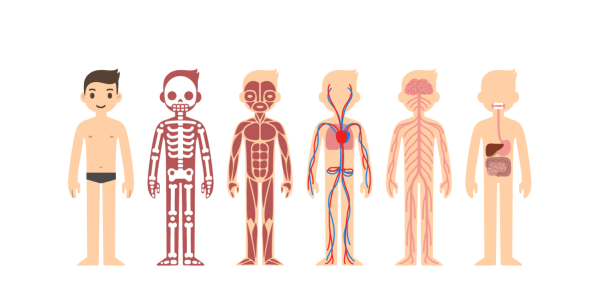 Системы организма человека для детей