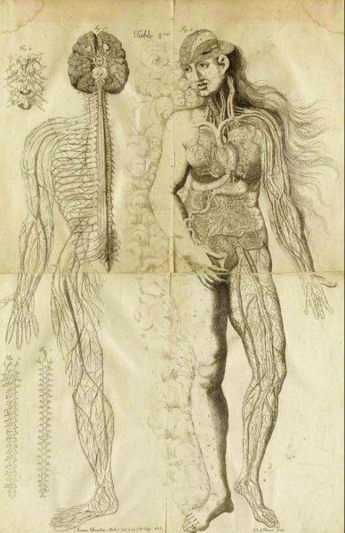 Рисунки по анатомии человека